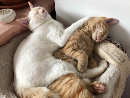 43A99599-9EC3-44E2-976C-12252C14CB91