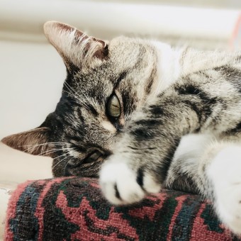 4855474D-62F6-41AB-B7B5-7163352E73F8