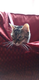 8C11050B-4003-41A9-974C-745DD3E94036