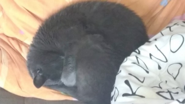 991A737C-ADC9-4CE9-8B0D-B38A265D61F8