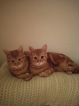 9BDDC3E2-C13C-41EC-98D7-865547E41FF1