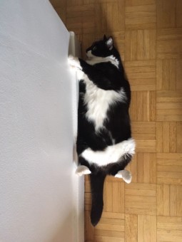 A45FC955-C26E-4EF0-9D1F-1C3F98604F4A