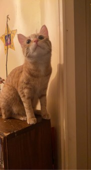 CF7A3AE6-D33C-48FA-9433-9FB0C7FAAECB