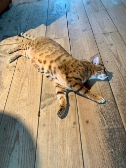 DC0C06F1-62FE-47DE-BC21-2E5DF326B7FB