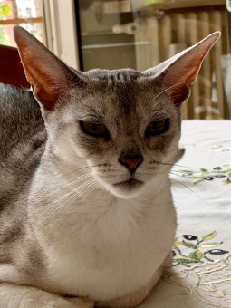 EC6EAD96-CFFE-40B2-B83A-B14E38EAB8C8