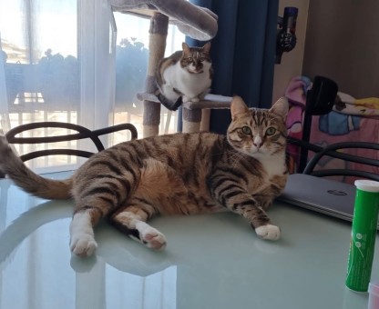 FD443D77-6FBE-4F09-BC91-39F5322926F3