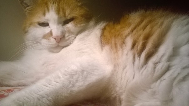 WP_20151205_01_07_33_Pro