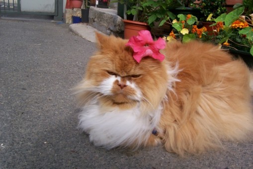 jardin juillet 08 045